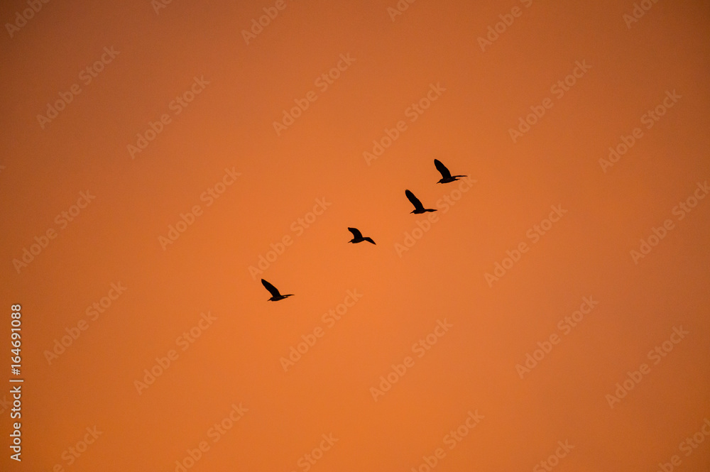 silhouette flying duck with beautiful sunset sky