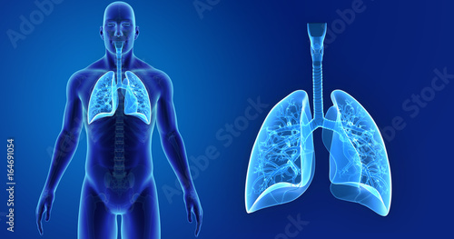 Lungs zoom with skeleton anterior view photo