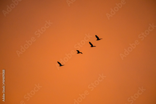 silhouette flying duck with beautiful sunset sky