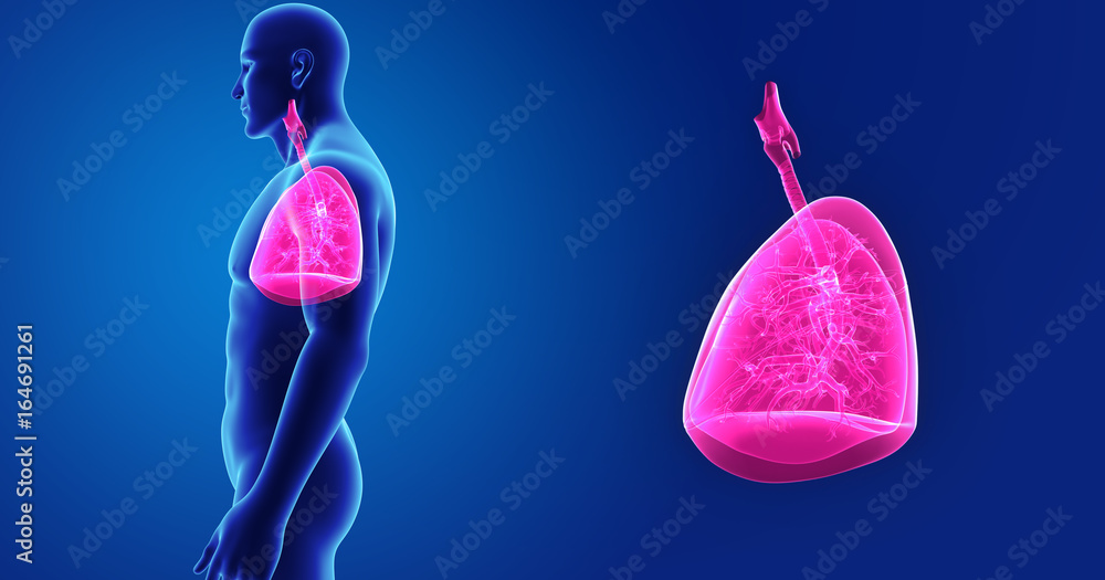 Lungs zoom with body lateral view Lungs zoom with body lateral view