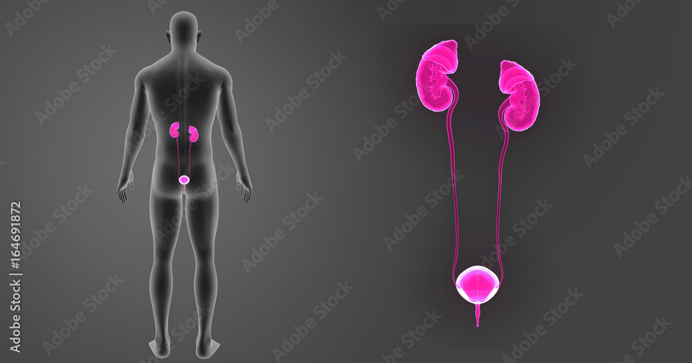 Urinary system zoom with body posterior view Urinary system zoom with body posterior view