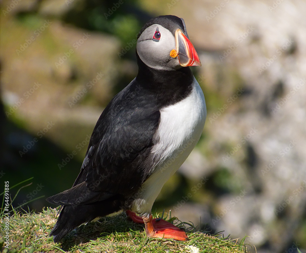 Naklejka premium Atlantic puffin in breeding plumage