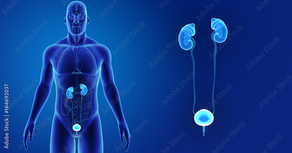 Urinary system zoom with organs anterior view Urinary system zoom with organs anterior view