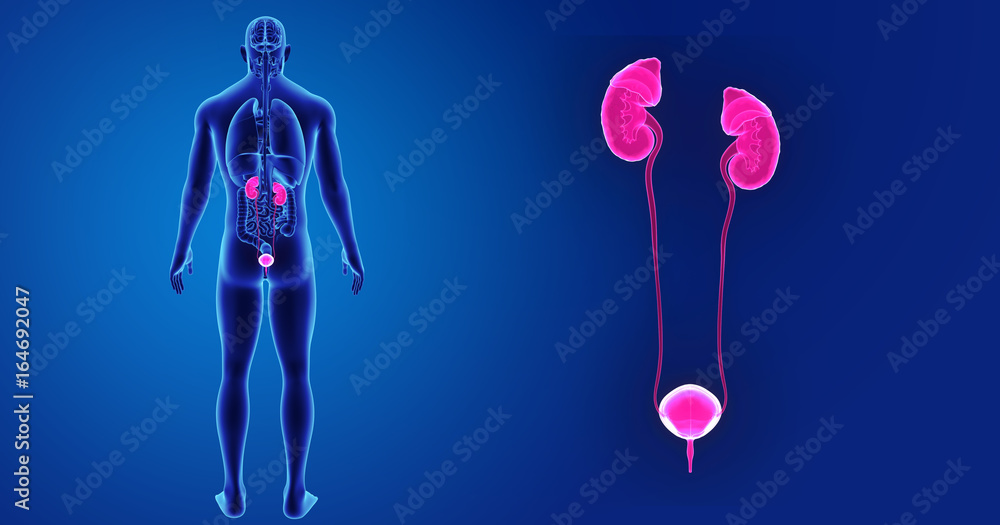 Fototapeta premium Urinary system zoom with organs posterior view
