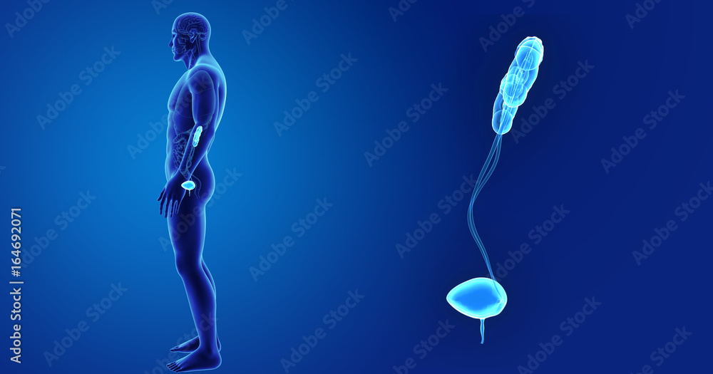 Urinary system zoom with organs lateral view Urinary system zoom with organs lateral view