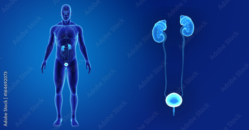 Urinary system zoom with organs anterior view Urinary system zoom with organs anterior view