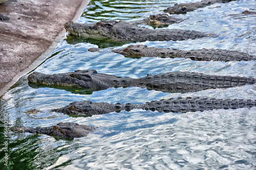 Crocodiles photo