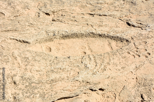 Ancient petroglyph depicting fish in Jebel Jassassiyeh in Northern Qatar.