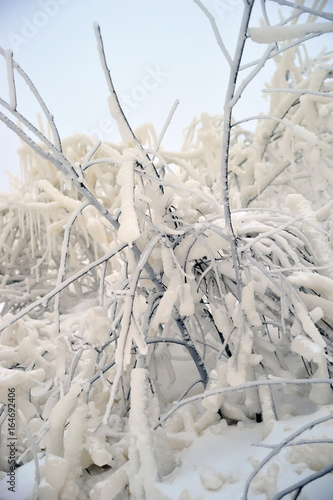 Covered with a large layer of ice tree branches photo