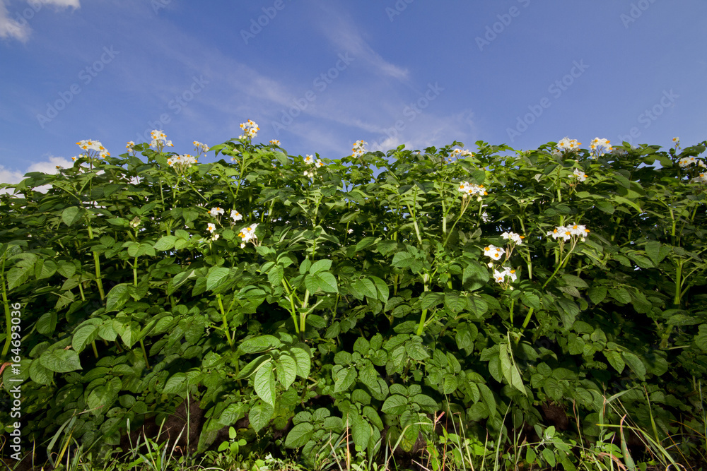 Potato plants with flowers under a blue sky Potato plants with flowers under a blue sky