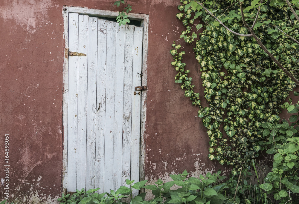 wooden door and ivy leaves on wall wooden door and ivy leaves on wall