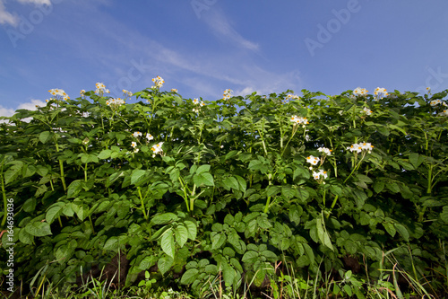 Potato plants with flowers under a blue sky