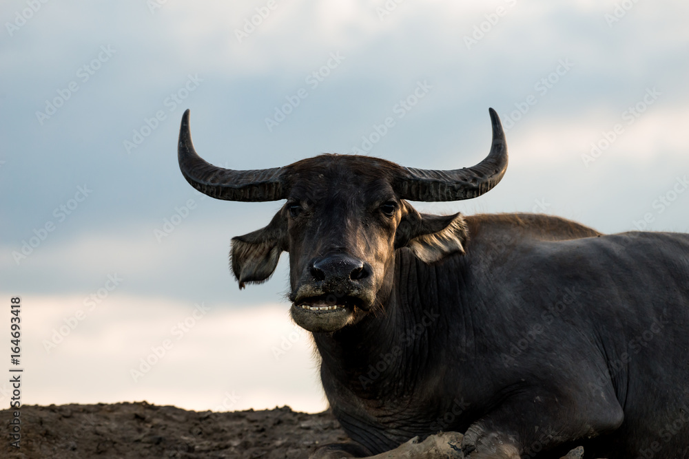 Water buffaloes in wetlands Thale Noi, one of the country's largest wetlands covering Phatthalung, Nakhon Si Thammarat and Songkhla ,South of THAILAND. Water buffaloes in wetlands Thale Noi, one of the country's largest wetlands covering Phatthalung, Nakhon Si Thammarat and Songkhla ,South of THAILAND.