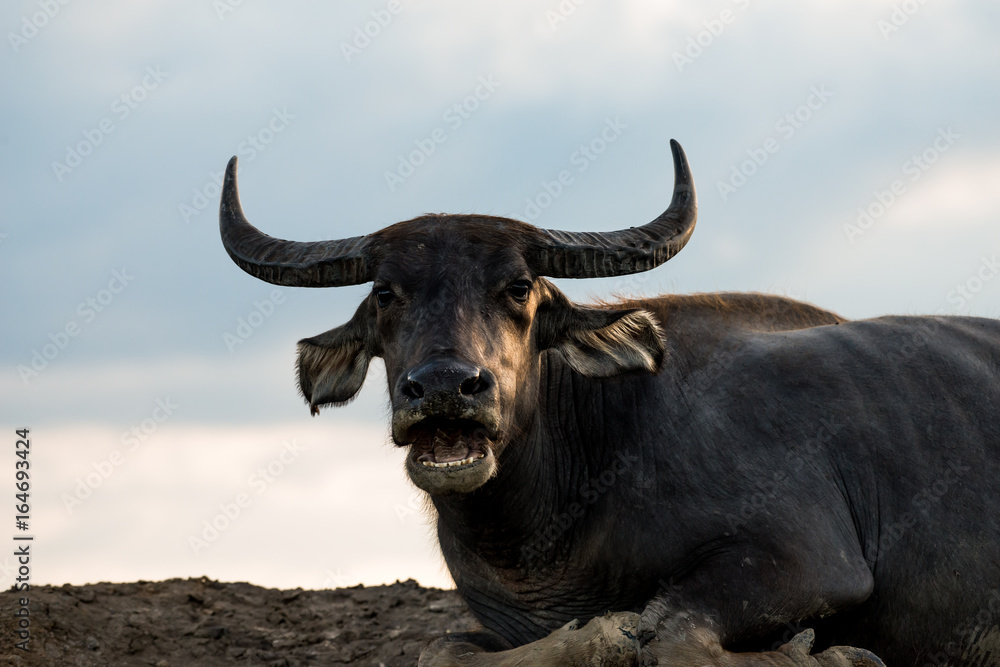 Water buffaloes in wetlands Thale Noi, one of the country's largest wetlands covering Phatthalung, Nakhon Si Thammarat and Songkhla ,South of THAILAND. Water buffaloes in wetlands Thale Noi, one of the country's largest wetlands covering Phatthalung, Nakhon Si Thammarat and Songkhla ,South of THAILAND.