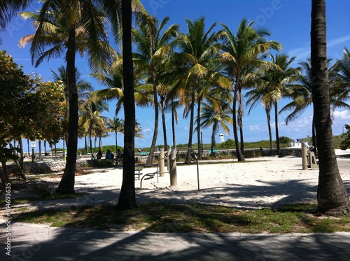 palmiers de miami