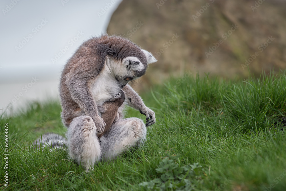 Obraz premium A ring tailed lemur with its baby suckling mother and child