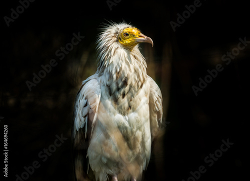 Photography Bird Egyptian vulture