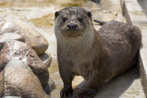 River otter Close-up