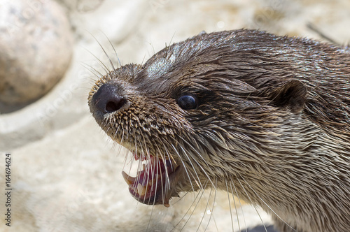 River otter Close-up