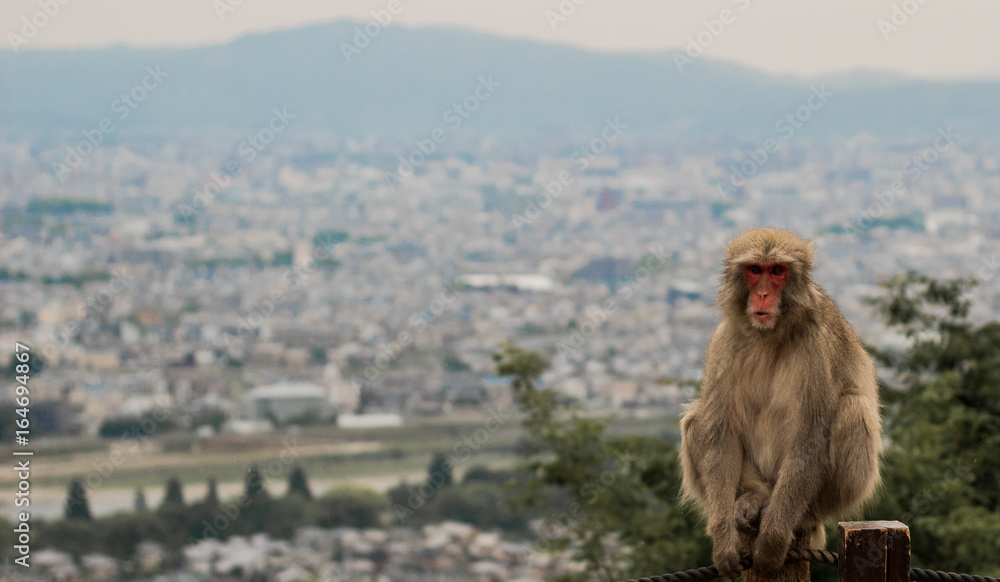 Naklejka premium Calm Japanese Macaque monkey sits with back to Kyoto landscape in Asia with mountains in the background