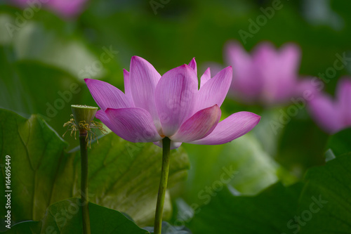 lotus © qiujusong