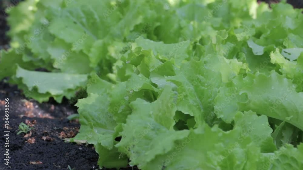 Lettuce grown in the open ground. Lettuce grown in the open ground. Lettuce grown in the open ground. Lettuce grown in the open ground.