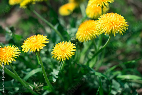 Yellow Taraxacum officinale in the grass