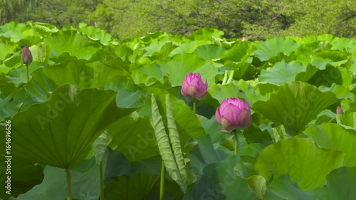 蓮の花_不忍池_04