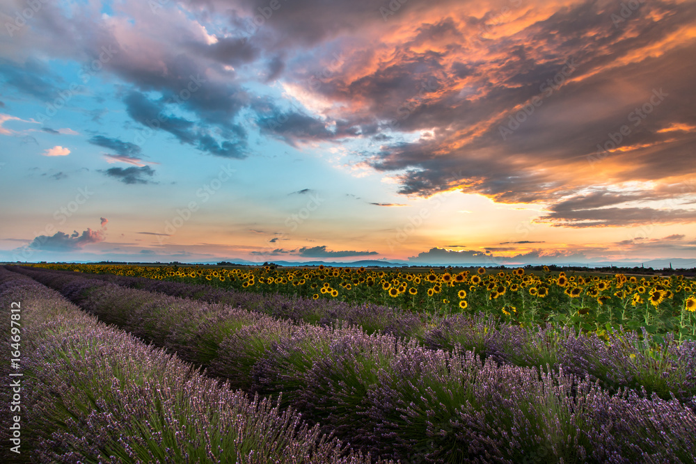 Obraz premium Sunset Valensole