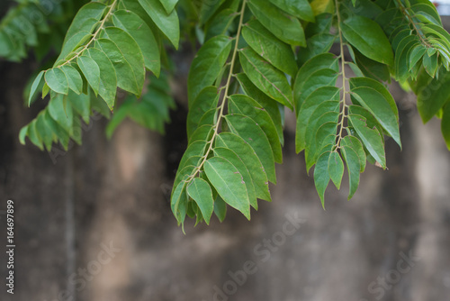wall with leaves