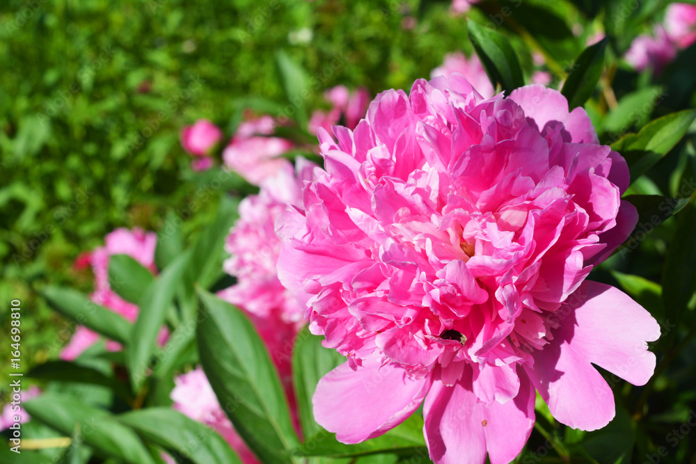 The peony or paeony is a flowering plant in the genus Paeonia.