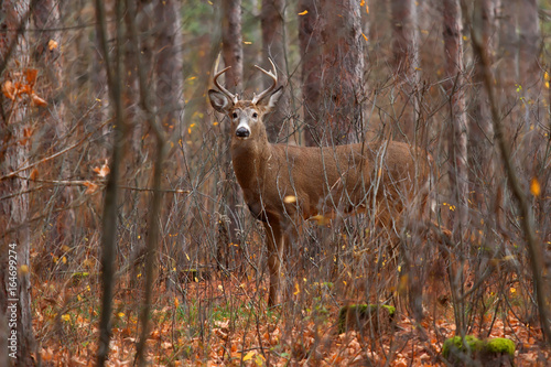 White-tailed deer buck in the forest in Ottawa, Canada