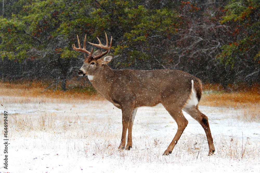 Obraz premium White-tailed deer buck in the snow in the forest in Ottawa, Canada