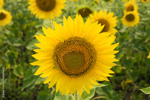 Sunflower field