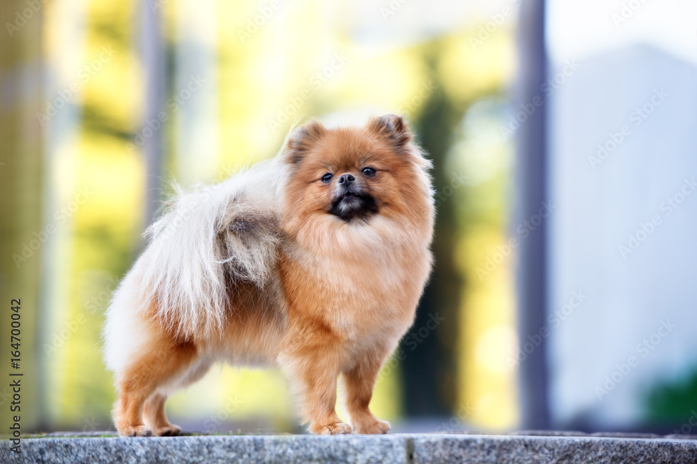 adorable pomeranian spitz dog outdoors
