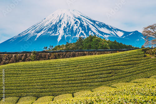 Terraced green tea fields with snow-capped Mount Fuji,Green tea fields and Mount Fuji,mt.Fuji in kawaguchiko lake,Kawaguchiko lake of Japan,Mount Fuji, Kawaguchi Lake, Japan