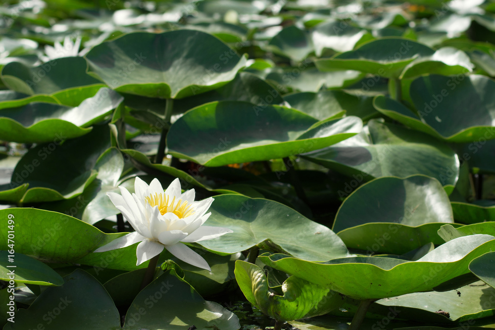 Beautiful white water lily on the river Beautiful white water lily on the river