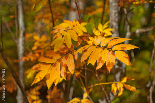 Ветка красных листьев рябины осенью на фоне голубого неба и осеннего леса