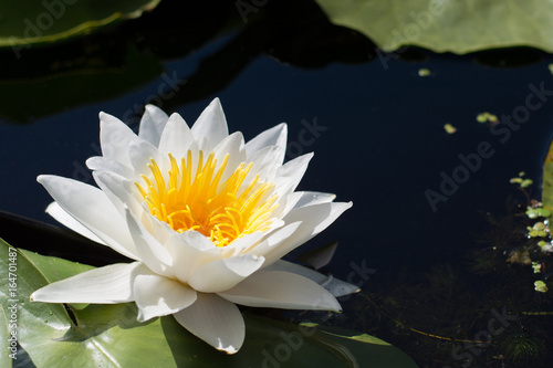 Beautiful white water lily on a river close up