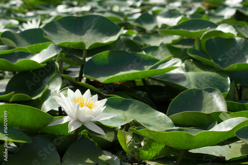 Beautiful white water lily on the river