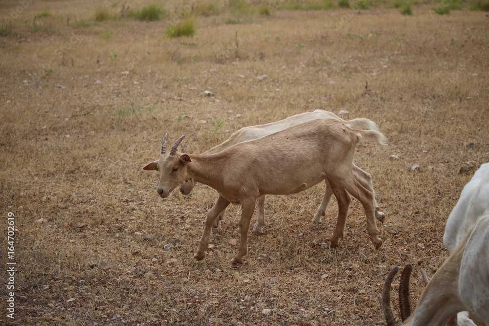 Fototapeta premium chèvre marron dans un pré