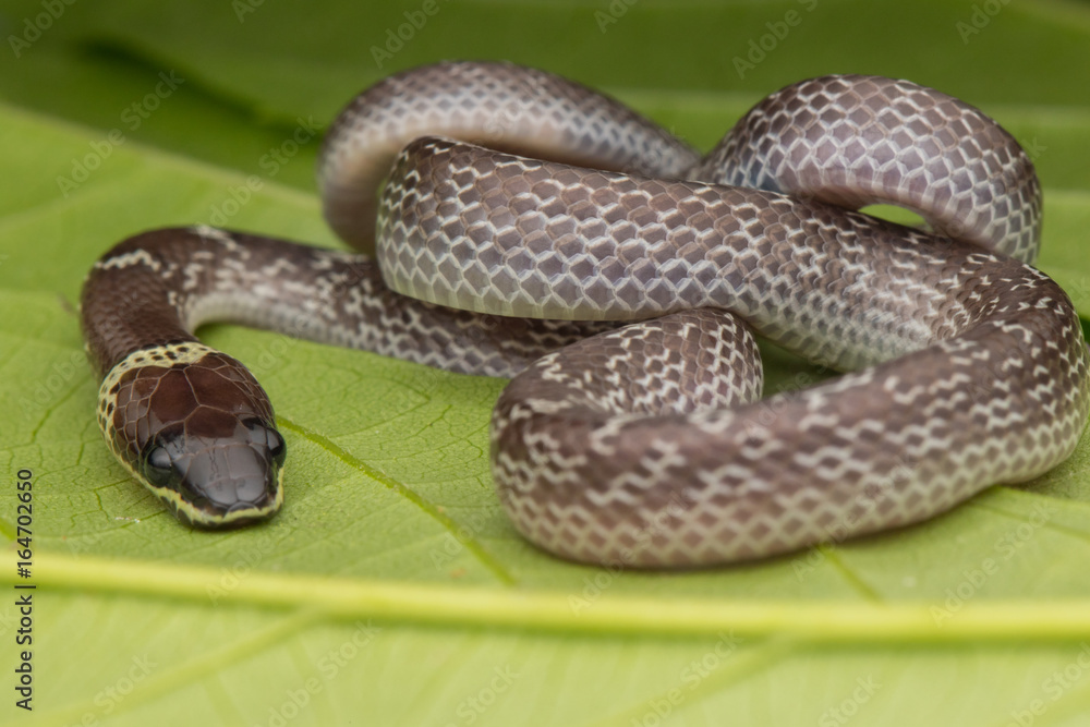 Close-up of Small snake on green leaf , Common Wolf Snake Close-up of Small snake on green leaf , Common Wolf Snake