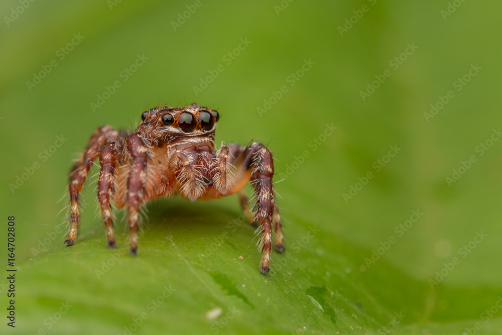 Jumping Spider of Borneo