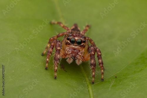 Jumping Spider of Borneo