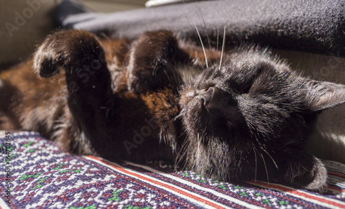 a cat enjoying the sun on it's back while laying on a couch © Guido
