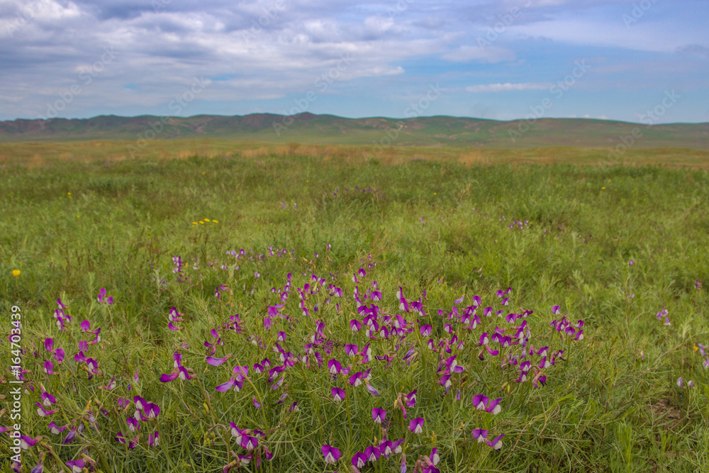 Steppe and grassland in Kazakhstan. Beautiful spring landscape