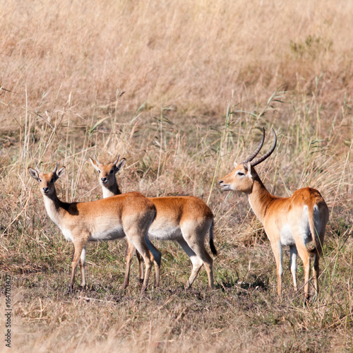 Impala