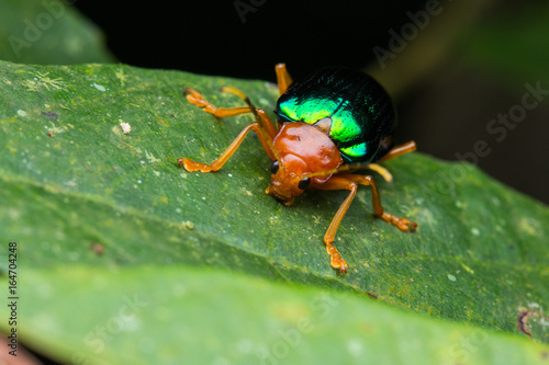 Close-up Of Metallic leaves beetle   © alenthien