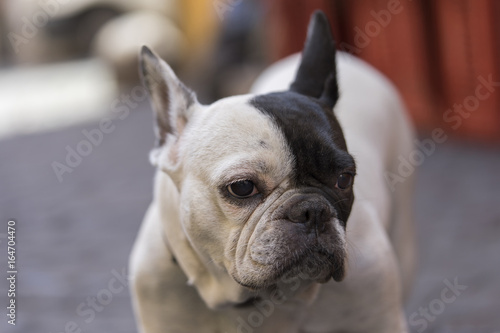 Fototapeta Naklejka Na Ścianę i Meble -  Close up white dog with black ear on the street