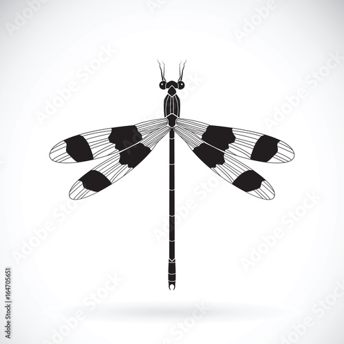 Vector of a dragonflies (Orolestes octomaculatus)  on white background. Insect Animal photo